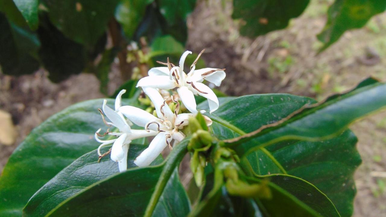 ארמניה Finca Hotel La Quinta Porra מראה חיצוני תמונה